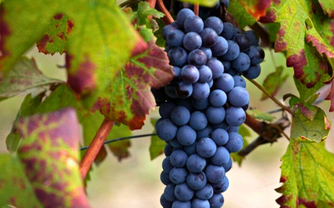 ネッビオーロ：ぶどうの特徴とワイン